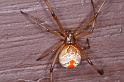 Latrodectus_hasselti_D3411_Z_88_E. of Nuendah homestead_Australie